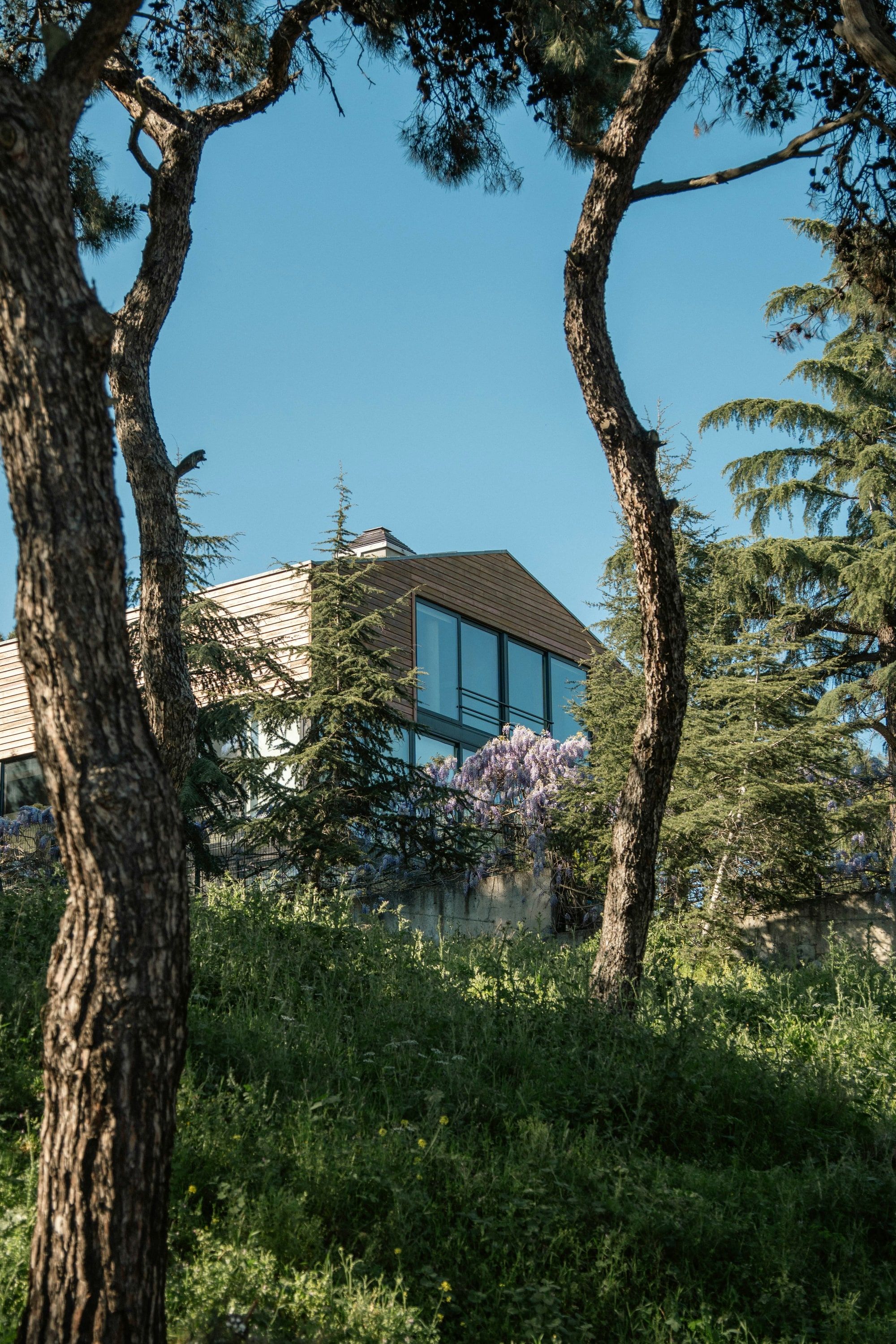 A timber-clad house with tall windows, seen through pine trees from a grassy slope